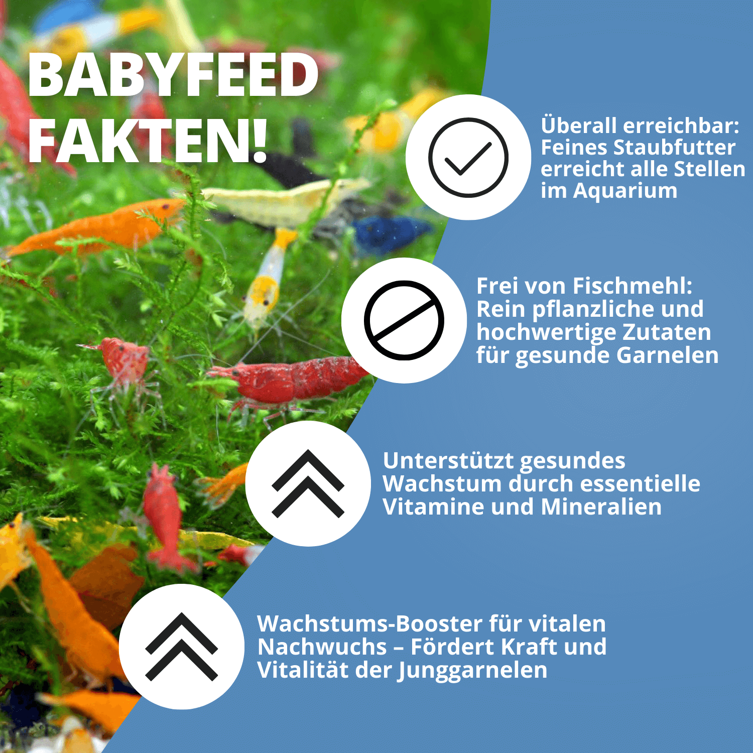 Babyfeed Garnelen