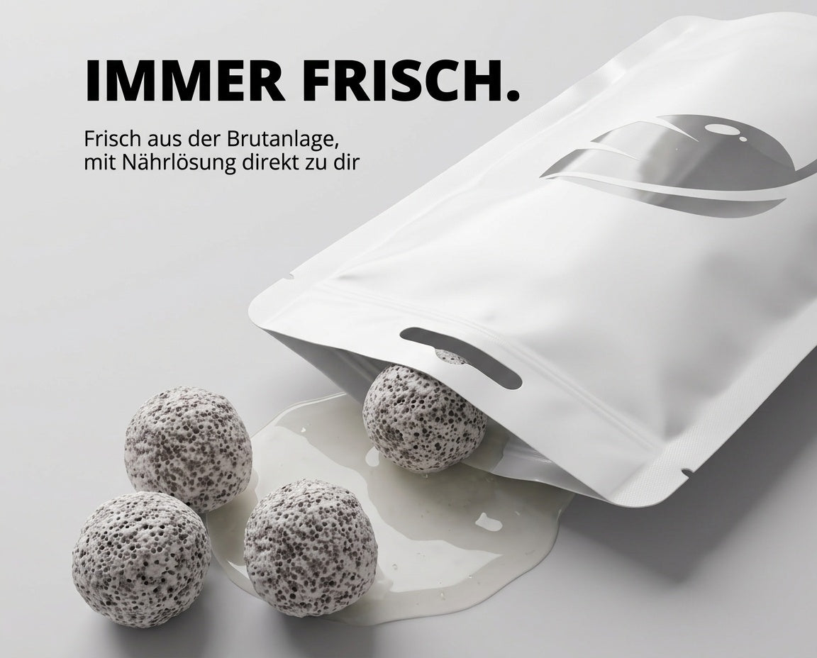 4 feuchte BactoBalls Kugeln mit lebenden Filterbakterien neben dem geöffneten Beutel