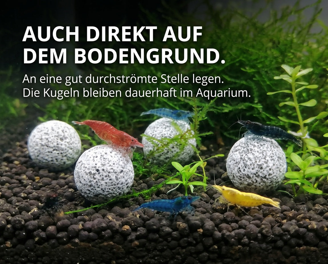 BactoBalls Kugeln unter Wasser im Aquarium, Zwerggarnelen grasen auf der Oberfläche