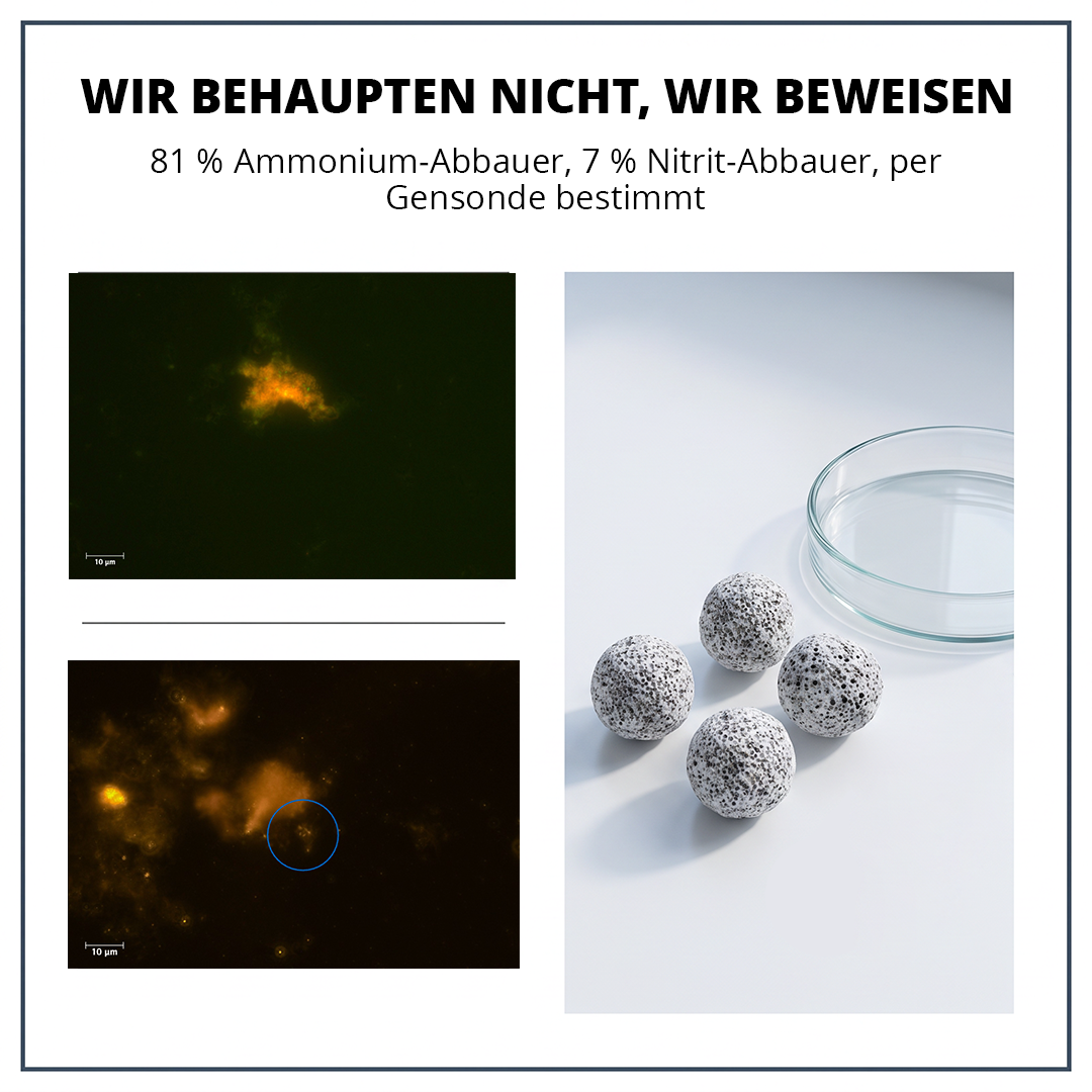 BactoBalls Kugeln im Labor mit Mikroskopaufnahmen der nachgewiesenen Filterbakterien
