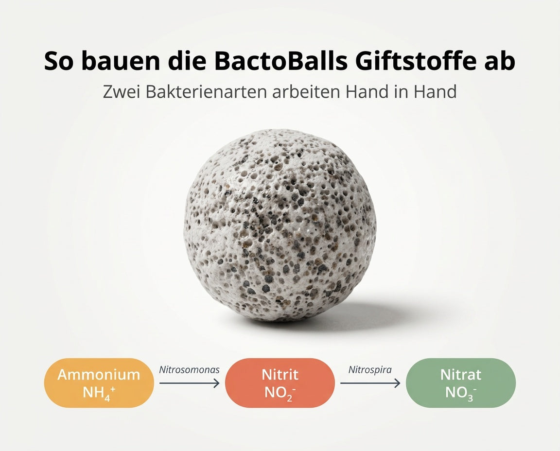 Grafik Stickstoffkreislauf im Aquarium: Ammonium wird über Nitrit zu Nitrat abgebaut