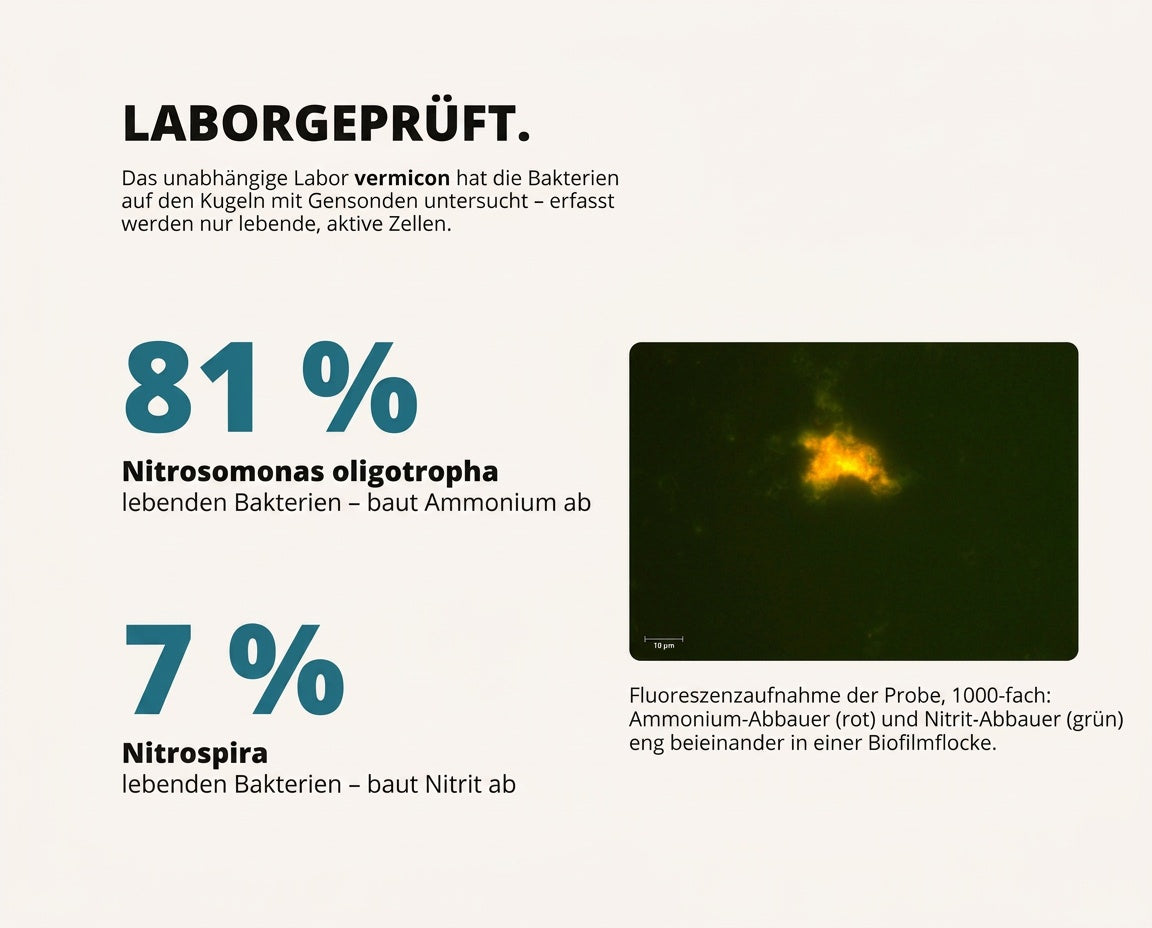 NatureHolic - BactoBalls 4 Stück - lebende Starterbakterien