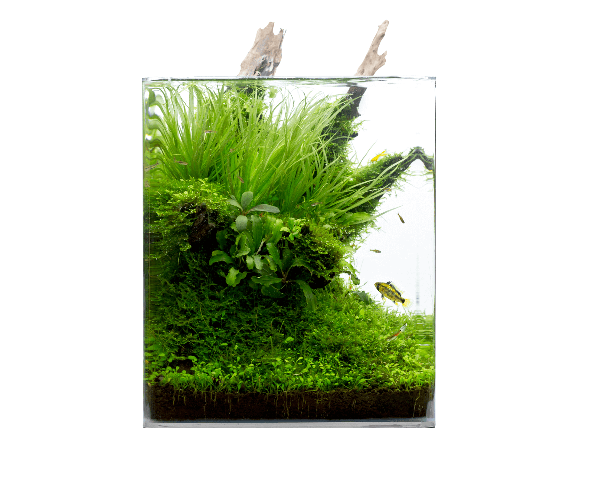 Classic Cube 60L