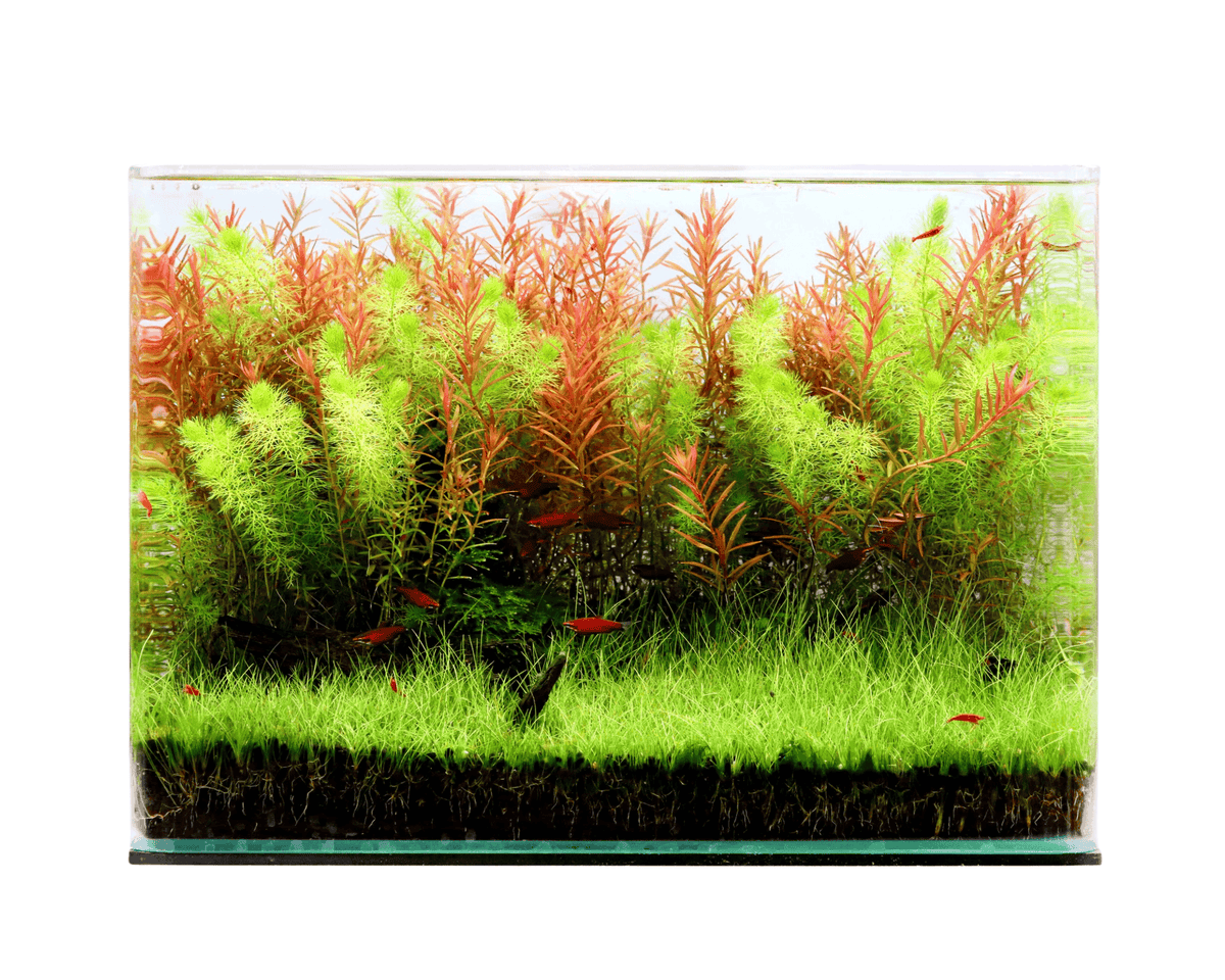 Natureholic - Curved Garden Tank Aquarium - Big