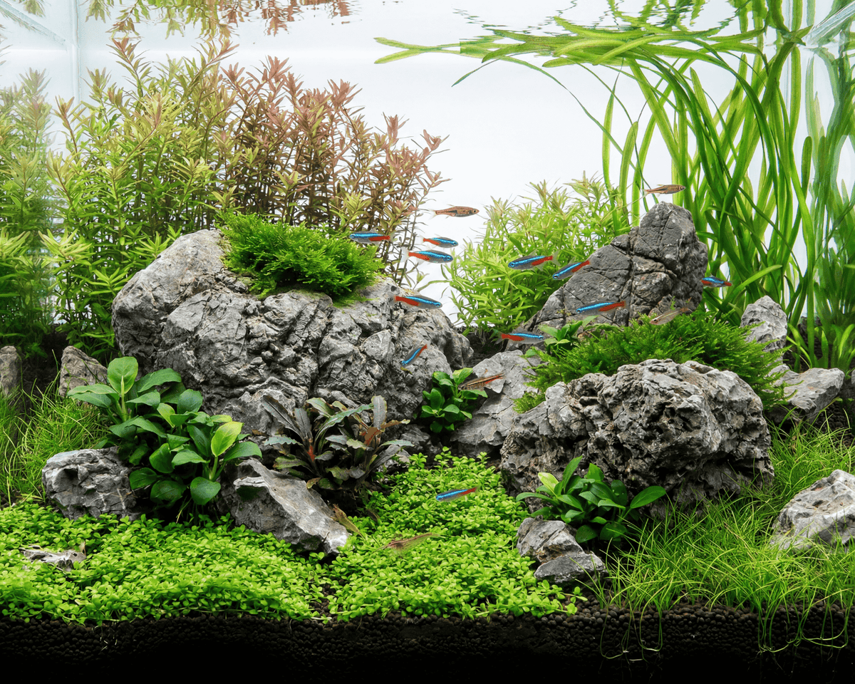 Frodo Stone - Stein für Aquarium & Terrarium - 250g Bruch
