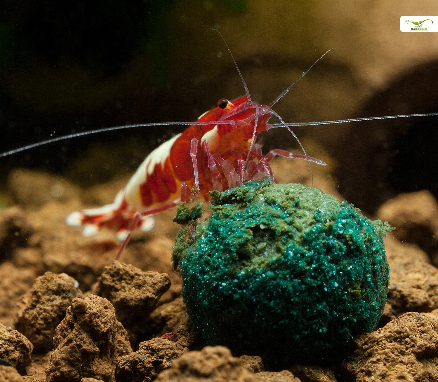 Natureholic - Nano MainPuddingball - 3 st. Kennenlern-Pack