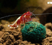 Natureholic - Nano MainPuddingball - 3 st. Kennenlern-Pack