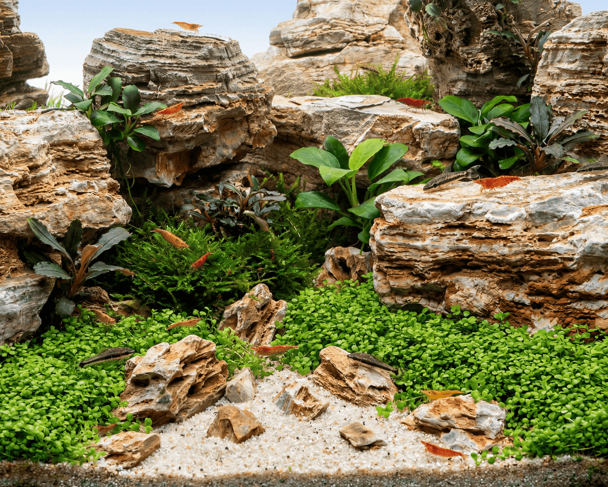Helle Pagode - Stein für Aquarium & Terrarium - 250g Bruch