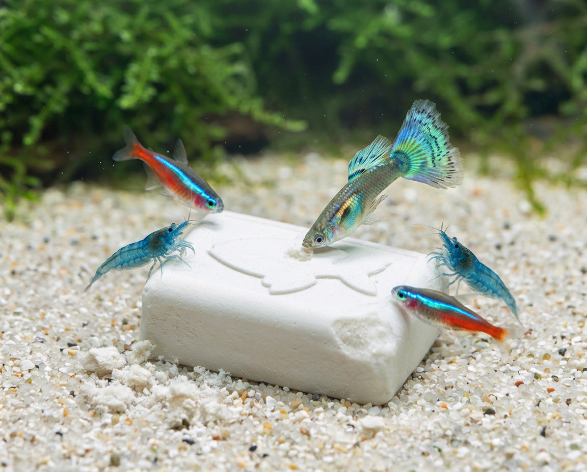NatureHolic - Holiday Block - Aquarium Urlaubsfutter