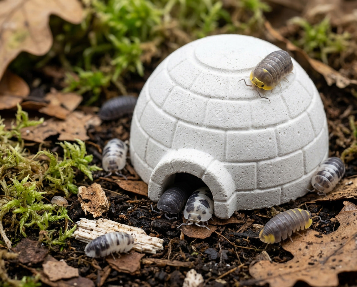 NatureHolic - Isopod Shelter - Versteck und Mineralquelle für Asseln