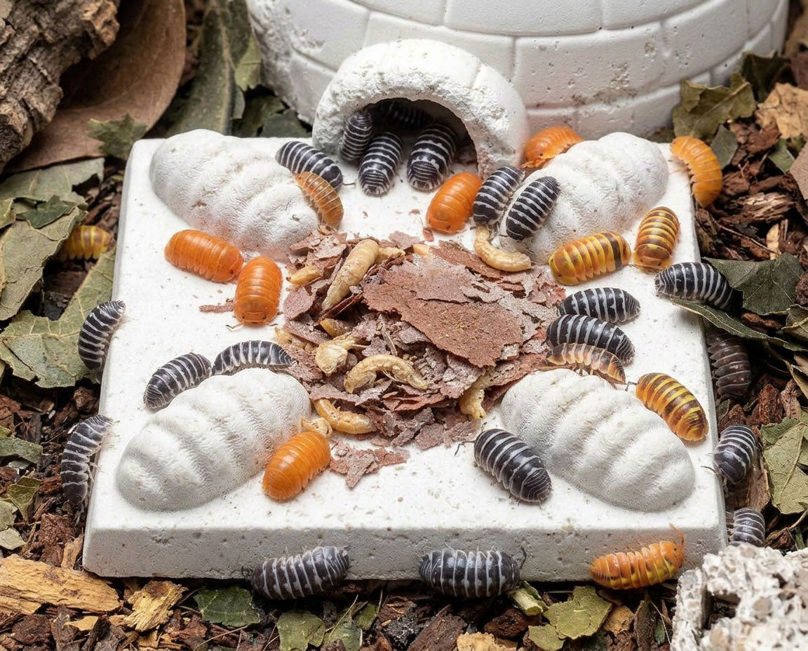 NatureHolic - Assel MineralPlate - Mineral Futterplatte für Asseln