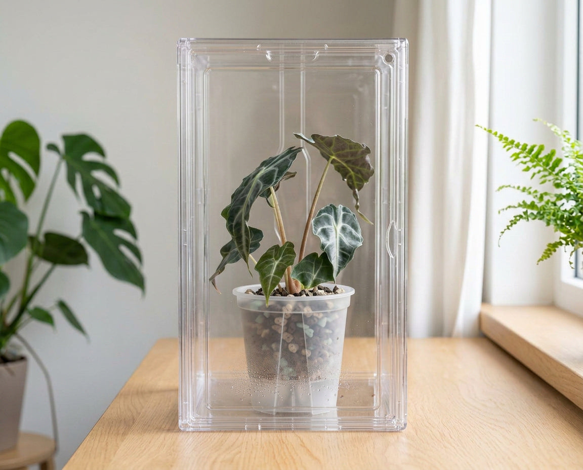 NatureHolic JungleBox Nano hochkant mit Alocasia im transparenten Kulturtopf