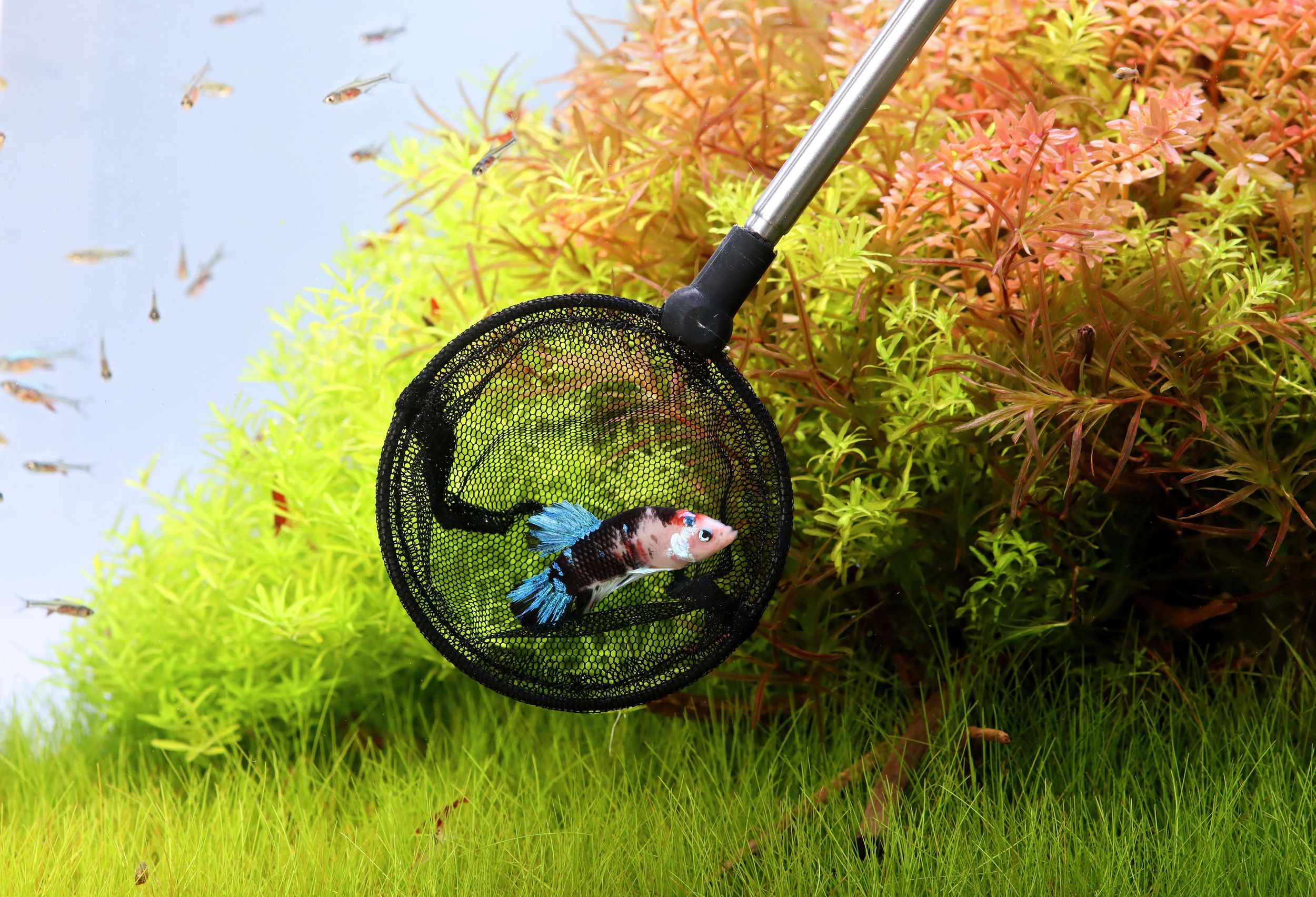 Aquarium Kescher