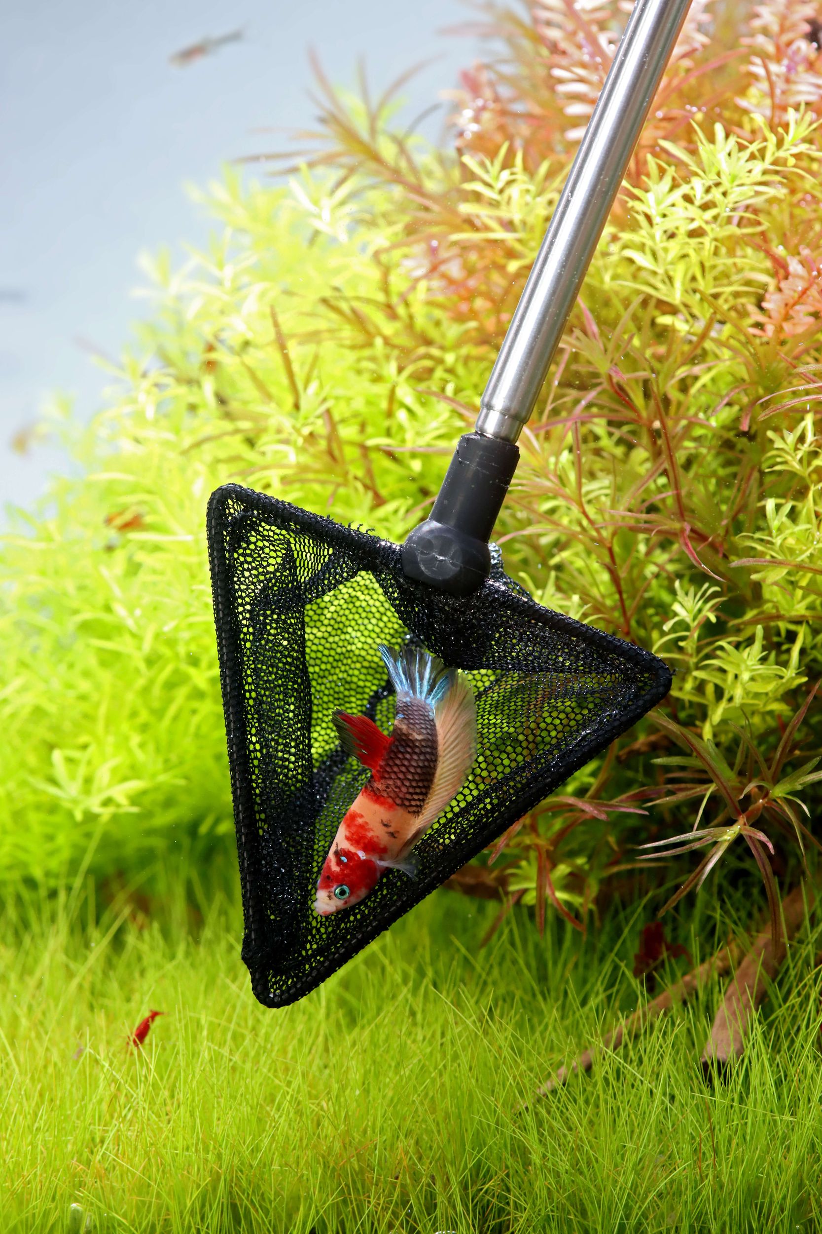 Aquarium Kescher