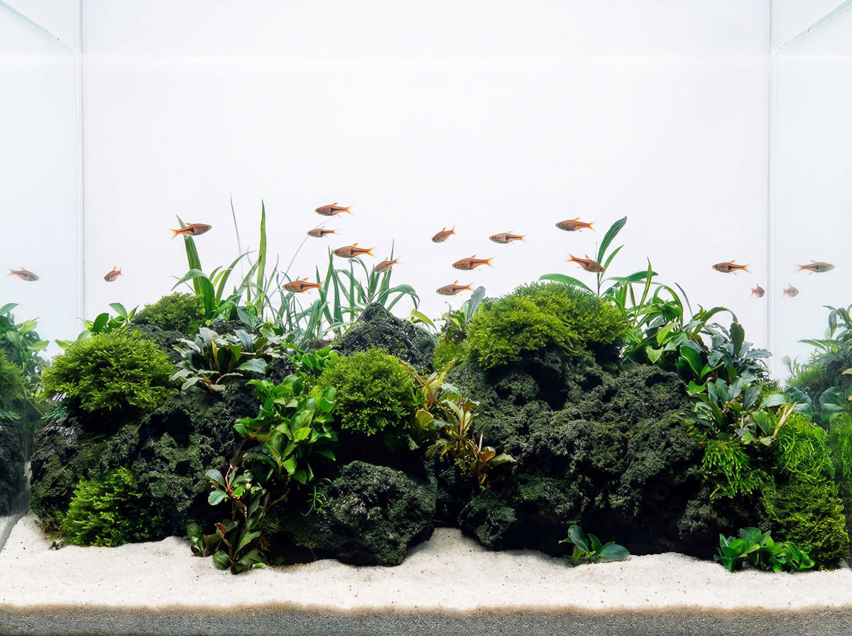 Premium Lavastein Dark - Stein für Aquarium & Terrarium - 250g Bruch