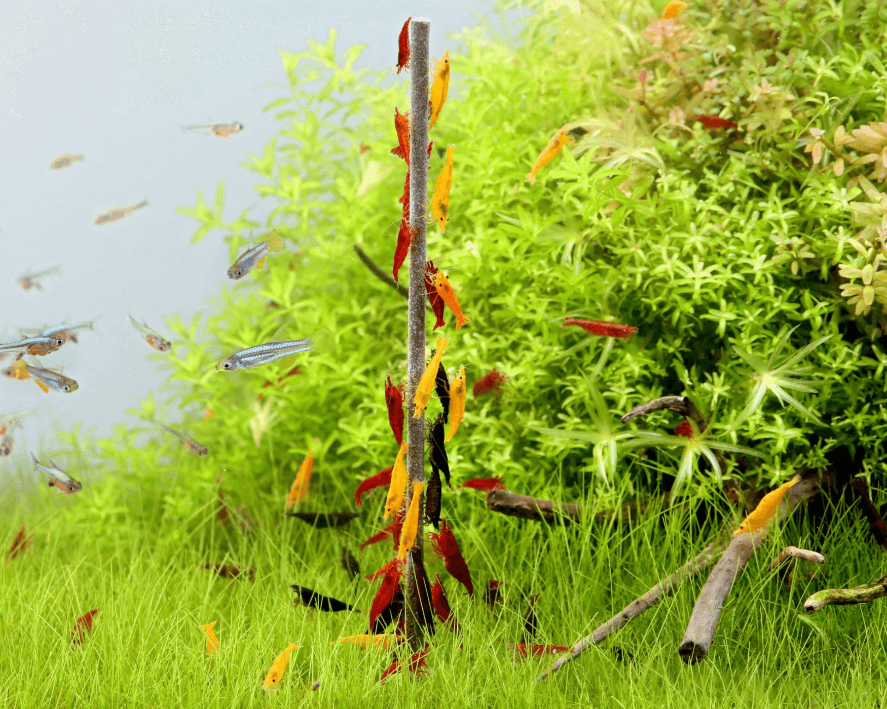 NatureHolic - Garnelen Lollies „Brennnessel Boost“ - 5 Lollis fürs Aquarium