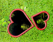 NatureHolic Schwimmpflanzen Ring Aquarium - Herzform - Fütterungsfenster - versch. Größen