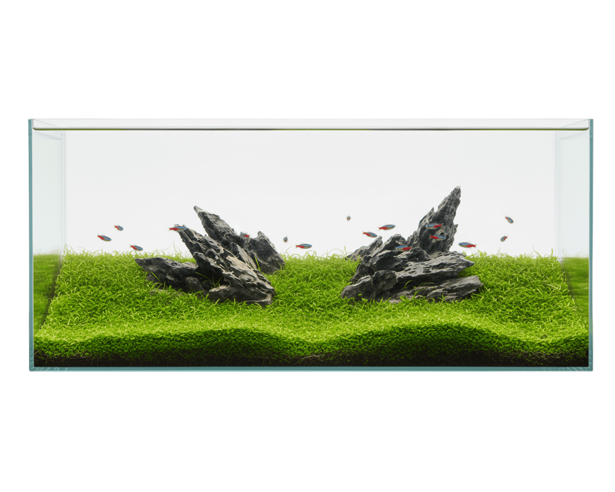 NatureHolic - Ready to Scape - Alien on the Rocks