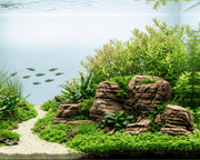 NatureHolic - Ready to Scape - Grand canyon