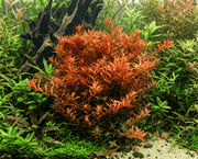 Rotala sp. Colorata - NatureHolic InVitro