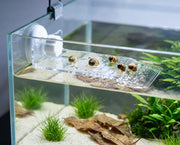 schnecken-terrasse-06-am-aquarienrand-sandboden