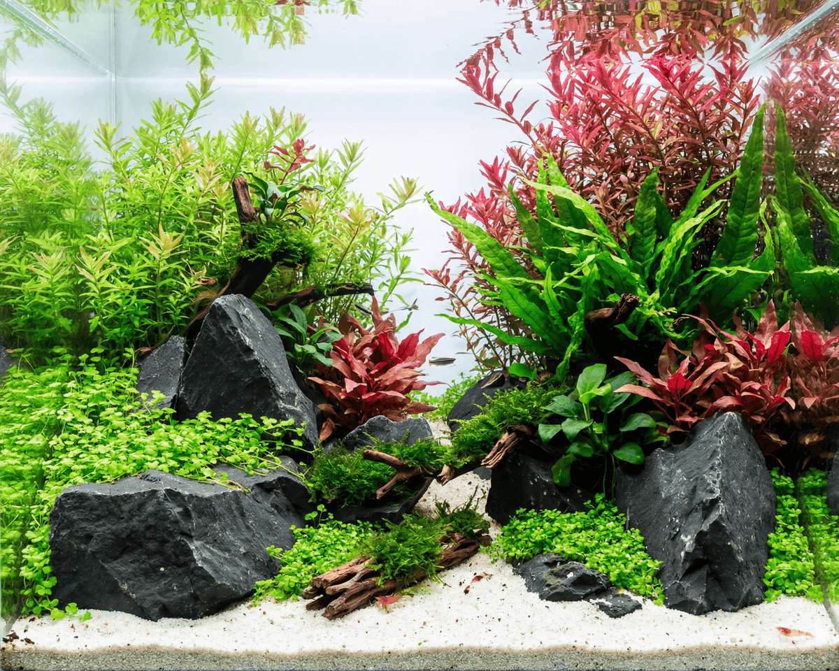 Schwarzer Felsen - Stein für Aquarium & Terrarium - 250g Bruch