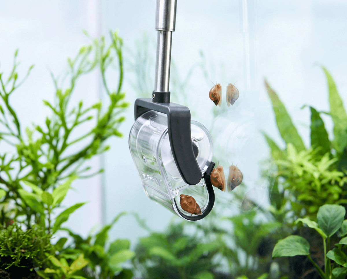 Sammelt kleine Aquarienschnecken gezielt von der Scheibe ab