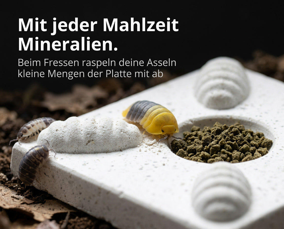 NatureHolic - Assel MineralPlate - Mineral Futterplatte für Asseln